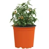 Apvalus gėlių vazonas 50 vnt. Terakotos Ø 15 x 13 cm Plastmasė