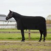 Arklių antklodė Juoda 75 cm Poliesteris