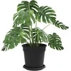 Lova Augalų vazonai 6 pcs Juoda Ø 17 x 14 cm Plastmasė