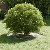 tinkamas plokščiam medžio žiedui Sidabro Ø30 / 60 cm