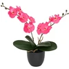 Dirbtinė orchidėjų augalas Raudona 36 x 10 x 30 cm