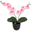 Dirbtinė orchidėjų augalas Rožinė 36 x 10 x 30 cm