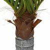 Dirbtinė palmė, žalios spalvos, 100cm, 6 lapų