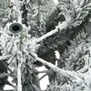 Dirbtinė Sulankstoma Kalėdų Eglutė Balta 150 cm PVC ir Plienas