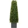 Eukalipto žolių bokštas Žalia 27 x 27 x 90 cm Plastmasė