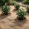 Džiuto atbrailos kilimas Natūrali 2 x 20 m