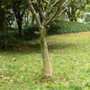 Džiuto ritinys, 0,25x100m, 100% džiutas, 200 g/m²