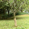 Džiuto ritinys, 0,5x25m, 100% džiutas, 200 g/m²