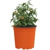 Gėlių vazonas 100 pcs Terakotos Ø 15 x 13 cm Plastmasė
