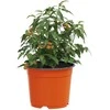Apvalus gėlių vazonas 200 pcs Terakotos Ø 10 x 8 cm Plastmasė