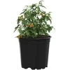 Gėlių vazonas 50 pcs Juoda Ø 15 x 13 cm Plastmasė