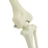 Helovino puošmena -skeletas 2 pcs Balta Polipropilenas
