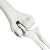 Helovino skeletas su žemės kuolais Balta 45,5 x 13 cm