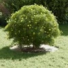 tinkamas plokščiam medžio žiedui Balta Ø30 / 60 cm Plienas