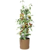 Pomidorų augintojas Naturo ECO Ø 39 x 139 cm WPC