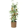 Pomidorų augintojas Naturo ECO Ø 39 x 139 cm WPC