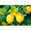 Bohomi 100% Natūralus Citrinų eterinis aliejus 10ml