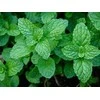 Bohomi 100% Natūralus Pipirmėčių eterinis aliejus 10ml