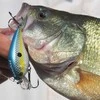 Vobleris Banshee Crankbait 60mm 12g VC03 Chartreuse Shad, Plūdrus
