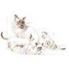 Royal Canin PRO Cat Babycat Milk 0,3kg