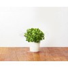 Click And Grow Click &amp; Grow Smart Garden papildymas Petražolėmis 3 vnt