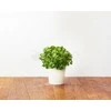 Click And Grow Click & Grow Smart Garden papildymas Petražolėmis 3 vnt