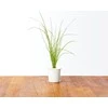 Click Grow „Click and Grow“ – išmaniojo sodo papildymo pakuotė, 3 vnt. – laiškiniai česnakai (SGR38X3)