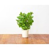 Click And Grow Click &amp; Grow Smart Garden papildymas Peppermint 3vnt