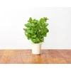 Click And Grow Click & Grow Smart Garden papildymas Peppermint 3vnt