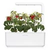 Click And Grow Click &amp; Grow Smart Garden papildymas Mini Tomato 3vnt