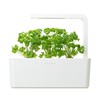 Click And Grow Click &amp; Grow Smart Garden papildymas Petražolėmis 3 vnt