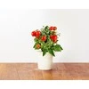 Click Grow „Click and Grow“ – išmaniojo sodo papildymo pakuotė, 3 vnt. – mini pomidorai (SGR5X3)