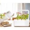 Click and Grow 3 vnt. papildymas - čili pipirų sėklos