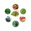 Click And Grow Click &amp; Grow Smart Garden papildymas Grow Anything 3 tk