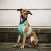 Dingo Dingo Beslėgis diržas su dviejų diržų reguliavimu M mėtų
