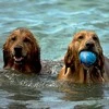 Doggy Village Frantic ORB Judantis, interaktyvus kamuolys su spalvingu apšvietimu šunims