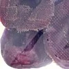 Maced žiedai su antiena i žuvis 500g