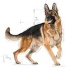 Royal Canin German Shepherd Adult 11kg