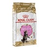 Royal Canin Maine Coon kačiukas 10kg