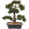 Beliani Sztuczna roślina PINE 44 cm Žalias