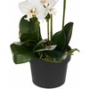 Beliani Dirbtinis augalas ORCHID 65 cm baltas