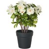Beliani Dirbtinis augalas NOVELLA 36 cm Baltas