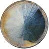 Desertinė lėkštė Am-Madera Ambition 20cm