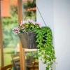 3 dalių kvadratinių vazonų rinkinys wenge PATIO