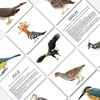 Skaitau Nuo Gimimo Paukščiai. Mokomųjų kortelių rinkinys