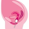 Training Pleasure Balls Vaginal Trainers Love Egg