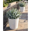Beliani 2 vazonų rinkinys ARMERIA, 50 cm, baltas