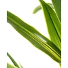 Beliani Dirbtinis augalas DRACAENA TREE 150 cm žalias