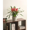 Beliani Dirbtinis augalas GUZMANIA ATILLA 50 cm Žalias