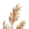 Beliani Dirbtinis augalas MISCANTHUS GRASS 120 cm rudas